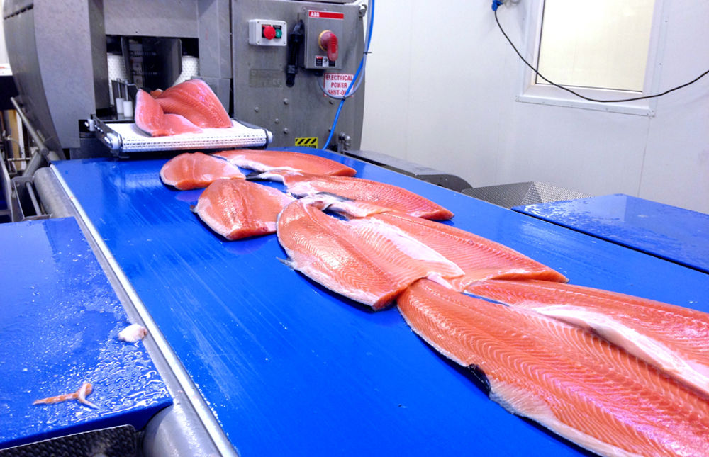Filleting machines | Efficient and yield-preserving machines